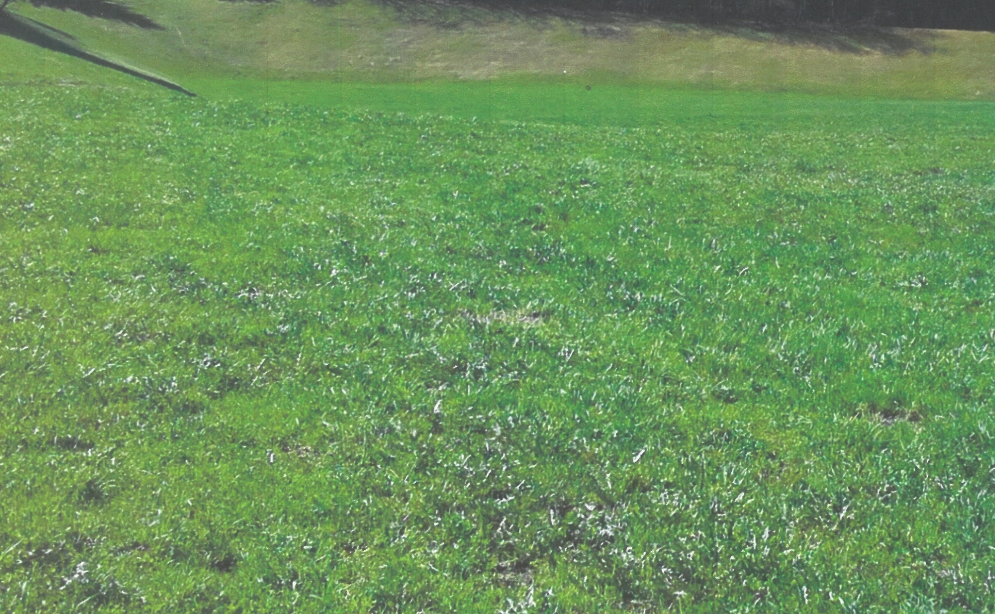 Gewerbegrund in Freienfeld zu verkaufen