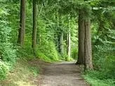 Wald in Sexten