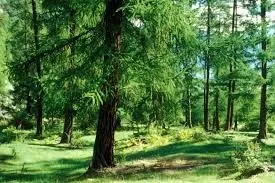 ca. 136 HA Wald im Wipptal zu verkaufen