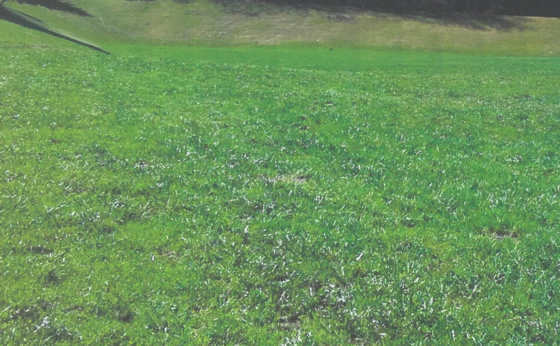 Gewerbegrund in Freienfeld zu verkaufen